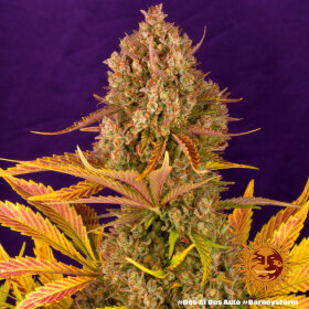 Barneys Farm Dos Si Dos AUTO - 3 autoflowering Samen