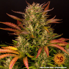 Barneys Farm Dos Si Dos AUTO - 3 autoflowering Samen