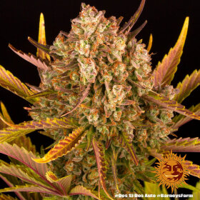 Barneys Farm Dos Si Dos AUTO - 3 autoflowering Samen