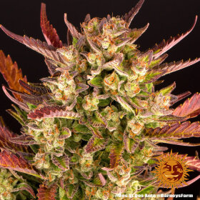 Barneys Farm Dos Si Dos AUTO - 3 autoflowering Samen