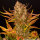 Barneys Farm Dos Si Dos AUTO - 3 autoflowering Samen