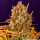 Barneys Farm Dos Si Dos AUTO - 3 autoflowering Samen