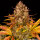 Barneys Farm Dos Si Dos AUTO - 3 autoflowering Samen