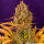 Barneys Farm Dos Si Dos AUTO - 3 autoflowering Samen