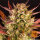 Barneys Farm Dos Si Dos AUTO - 3 autoflowering Samen