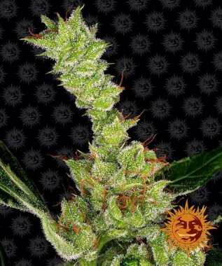 Barneys Farm Dr Grinspoon - 3 feminized seeds