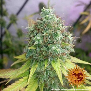 Barneys Farm G13 Haze - 3 feminisierte Samen