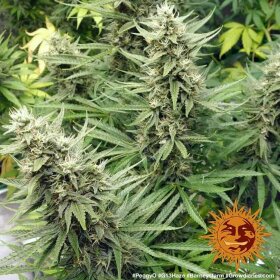 Barneys Farm G13 Haze - 3 feminisierte Samen