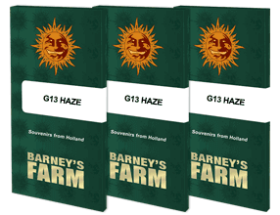 Barneys Farm G13 Haze - 3 feminized seeds