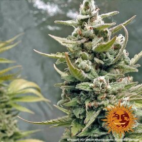 Barneys Farm G13 Haze - 3 feminisierte Samen