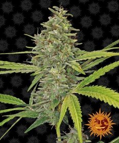 Barneys Farm G13 Haze - 3 feminisierte Samen