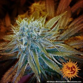 Barneys Farm G13 Haze - 3 feminisierte Samen