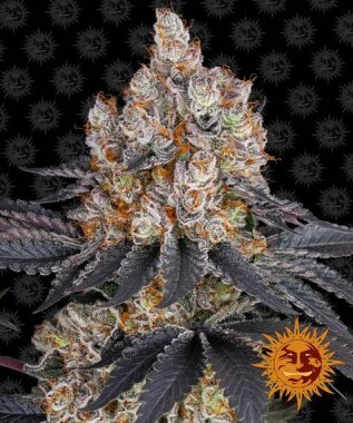 Barneys Farm Gelato - 3 feminized seeds