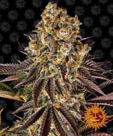 Barneys Farm Gelato #45 - 3 feminized seeds