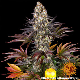 Barneys Farm Gelato #45 - 3 feminisierte Samen