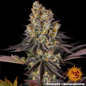 Barneys Farm Gelato #45 - 3 feminisierte Samen