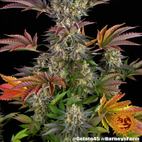 Barneys Farm Gelato #45 - 3 feminisierte Samen