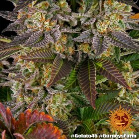 Barneys Farm Gelato #45 - 3 feminisierte Samen