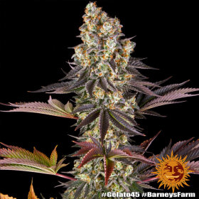 Barneys Farm Gelato #45 - 3 feminisierte Samen