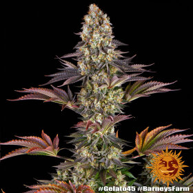 Barneys Farm Gelato #45 - 3 feminisierte Samen