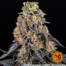 Barneys Farm Girl Scout Cookies - 3 feminized seeds