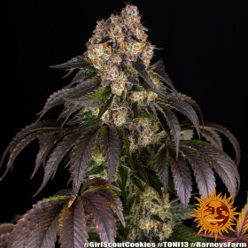 Barneys Farm Girl Scout Cookies - 3 feminisierte Samen