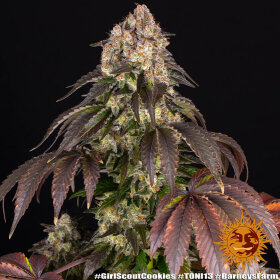 Barneys Farm Girl Scout Cookies - 3 feminisierte Samen