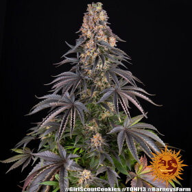 Barneys Farm Girl Scout Cookies - 3 feminisierte Samen