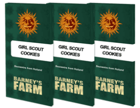 Barneys Farm Girl Scout Cookies - 3 feminized seeds