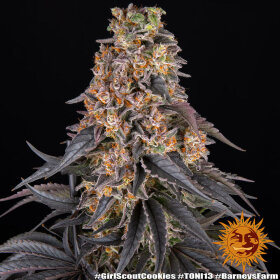 Barneys Farm Girl Scout Cookies - 3 feminisierte Samen