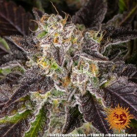 Barneys Farm Girl Scout Cookies - 3 feminisierte Samen