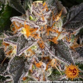 Barneys Farm Girl Scout Cookies - 3 feminisierte Samen