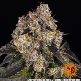 Barneys Farm Girl Scout Cookies - 3 feminisierte Samen