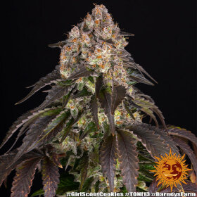 Barneys Farm Girl Scout Cookies - 3 feminisierte Samen