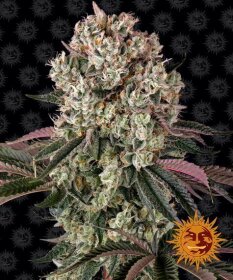 Barneys Farm Glookies - 3 feminized seeds