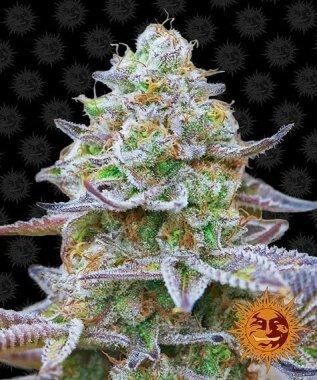 Barneys Farm Gorilla Zkittlez - 3 feminisierte Samen