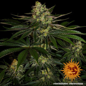 Barneys Farm Gorilla Zkittlez - 3 feminisierte Samen