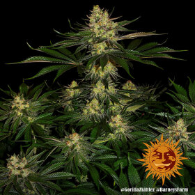 Barneys Farm Gorilla Zkittlez - 3 feminisierte Samen