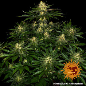 Barneys Farm Gorilla Zkittlez - 3 feminisierte Samen