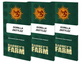 Barneys Farm Gorilla Zkittlez - 3 feminisierte Samen