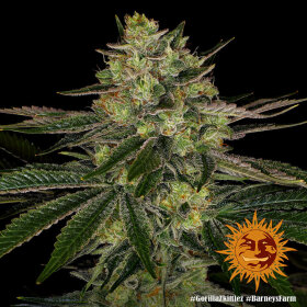 Barneys Farm Gorilla Zkittlez - 3 feminisierte Samen