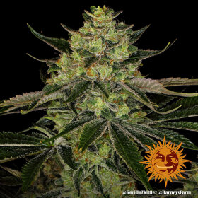 Barneys Farm Gorilla Zkittlez - 3 feminisierte Samen