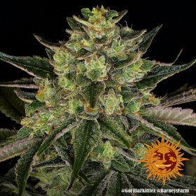 Barneys Farm Gorilla Zkittlez - 3 feminisierte Samen