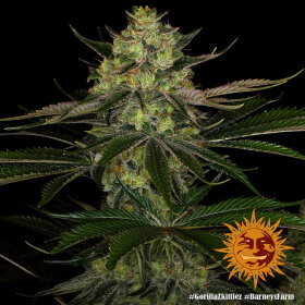 Barneys Farm Gorilla Zkittlez - 3 feminisierte Samen