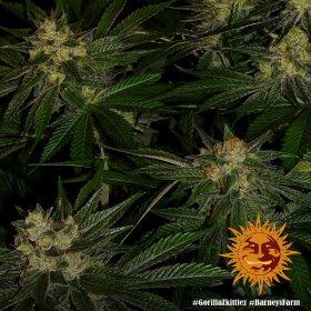 Barneys Farm Gorilla Zkittlez - 3 feminisierte Samen