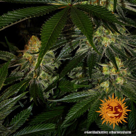 Barneys Farm Gorilla Zkittlez - 3 feminisierte Samen