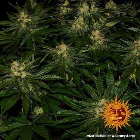 Barneys Farm Gorilla Zkittlez - 3 feminisierte Samen