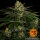 Barneys Farm Gorilla Zkittlez - 3 feminisierte Samen