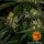 Barneys Farm Gorilla Zkittlez - 3 feminisierte Samen