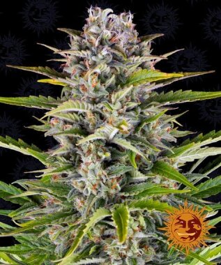 Barneys Farm Gorilla Zkittlez AUTO - 3 autoflowering Samen